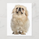 Pesquisar por cão pekingese Cachorros