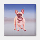 Pesquisar por francais imas Animal