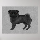 Pesquisar por pug preto pósteres pôsteres Animal de estimação