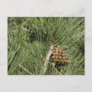 Pesquisar por botanicals cartoes postais Qualquer pessoa