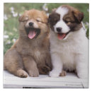 Pesquisar por filhote de cachorro azulejos Cão