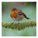 Pesquisar por pássaro vermelho pôsteres Bico