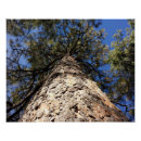 Pesquisar por tronco de árvore pôsteres Sequoia