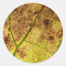 Pesquisar por veia adesivos Folhas