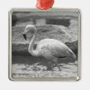 Pesquisar por pássaro preto e branco ornamentos Animais selvagens