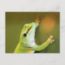 Pesquisar por gecko cartoes postais Verde