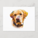 Pesquisar por labrador retriever cartoes postais Recuperador