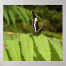 Pesquisar por borboleta preto e branco pósteres pôsteres Insetos