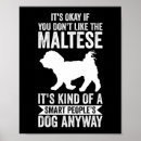 Pesquisar por cão maltês pôsteres Cachorrinho
