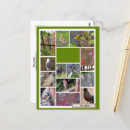 Pesquisar por coruja vermelha cartoes postais Coruja de neve