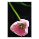 Pesquisar por foto das tulipas Verde