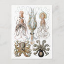 Pesquisar por ernst haeckel cartoes postais Natureza