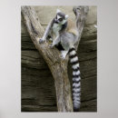 Pesquisar por lemur pôsteres Bonito