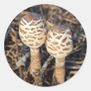 Pesquisar por comum adesivos Vida selvagem