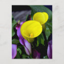 Pesquisar por calla cartoes postais Lírios