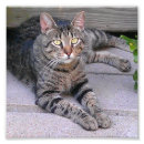 Pesquisar por gato malhado fotografia Felino