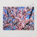 Pesquisar por vermelho de cereja cartoes postais Flor