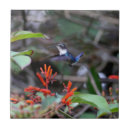 Pesquisar por flor exótica azulejos Natureza