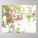 Pesquisar por árvore de maçã pôsteres Natureza