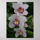 Pesquisar por orquídeas brancas pôsteres Orquídea branca