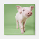 Pesquisar por leitão imas Natureza