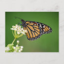 Pesquisar por porte postal da flor Borboleta