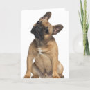 Pesquisar por french bulldog de cartoes Animal