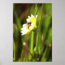 Pesquisar por bumble a abelha pósteres pôsteres Natureza