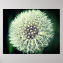 Pesquisar por dandelion pósteres pôsteres Mother