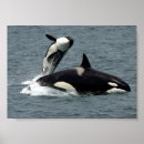 Pesquisar por baleia orca pôsteres Alaska