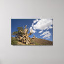 Pesquisar por pinheiros impressão de canvas Montanha