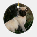 Pesquisar por jovem corça ornamentos Olhando a câmera