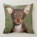 Pesquisar por filhotes de cachorro da chihuahua almofadas Olhando a câmera