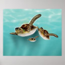 Pesquisar por tartaruga marinha pôsteres Vida oceânica