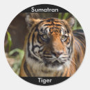 Pesquisar por tigre do sumatran Gato