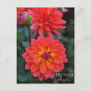 Pesquisar por vermelho e laranja cartoes postais Flor