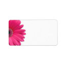 Pesquisar por margarida cor de rosa do gerber Gerbera