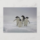 Pesquisar por pinguim adelie cartoes postais Vida selvagem