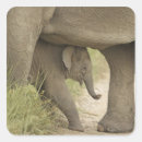 Pesquisar por elefante indiano adesivos Asiático