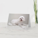 Pesquisar por cão pequeno cartoes Animais de companhia