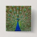 Pesquisar por pena do pavão botons Fotografia