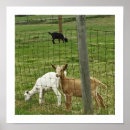 Pesquisar por goat pôsteres Farm