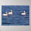 Pesquisar por pelicano branco Natureza