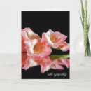 Pesquisar por gladiola Flor