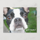 Pesquisar por cachorro cartoes postais Boston terrier