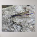 Pesquisar por damselfly Vida selvagem