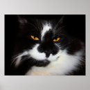 Pesquisar por puma pósteres pôsteres Gato