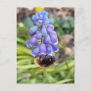 Pesquisar por grapes cartoes postais Flores