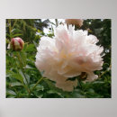 Pesquisar por flores cor de rosa pôsteres Primavera