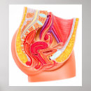 Pesquisar por anatomia humana pôsteres Estômago